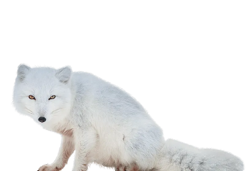 Arctic fox in moonlight, ethereal glow, dreamy scenery png